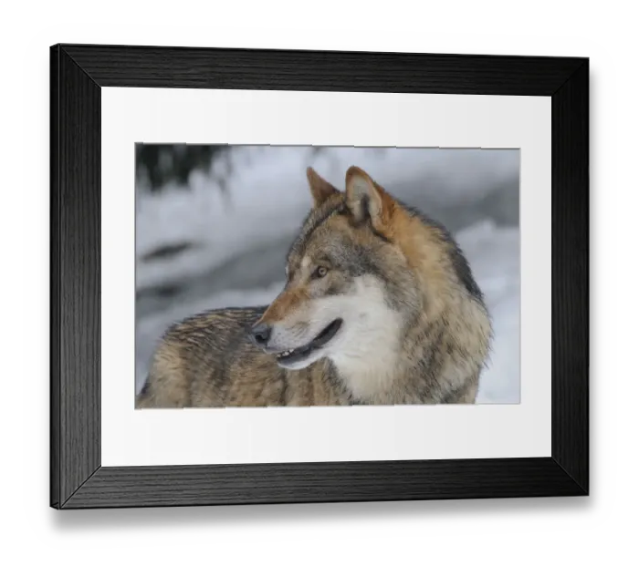 Framed Print : Grey wolf (Canis lupus) portrait, captive, Bayerischer Wald / Bavarian Forest National Park Framed Print : Grey wolf (Canis lupus) portrait, captive, Bayerischer Wald / Bavarian Forest National Park