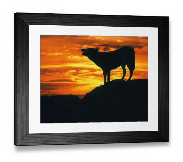 Framed Print : RF- Grey Wolf (Canis lupus) howling at sunset (digitally enhanced) Framed Print : RF- Grey Wolf (Canis lupus) howling at sunset (digitally enhanced)