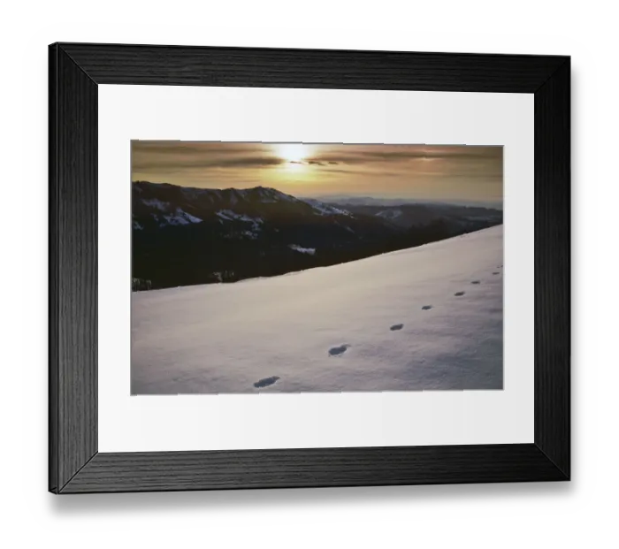 Framed Print : A typical European Grey wolf (Canis lupus) track in the snow, Val Borbera, Liguria, Italy Framed Print : A typical European Grey wolf (Canis lupus) track in the snow, Val Borbera, Liguria, Italy