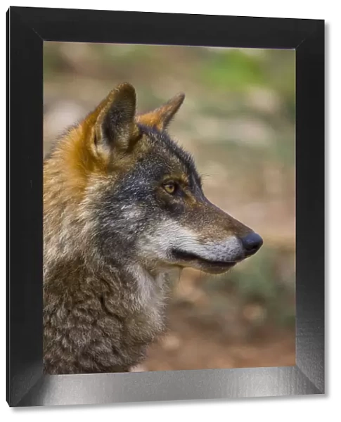 Iberian wolf (Canis lupus signatus) captive, Spain