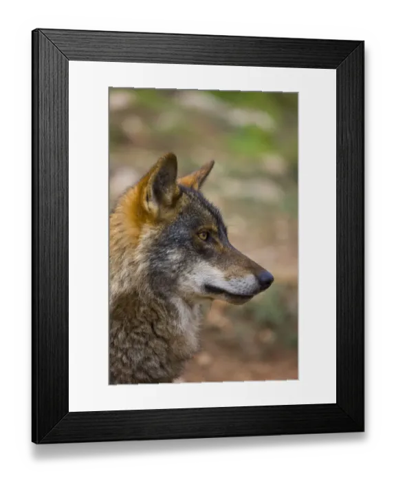 Framed Print : Iberian wolf (Canis lupus signatus) captive, Spain Framed Print : Iberian wolf (Canis lupus signatus) captive, Spain