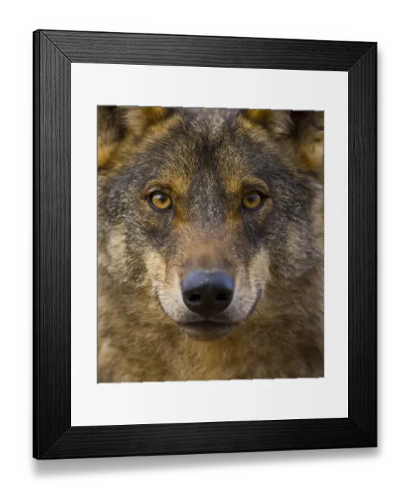 Framed Print : Iberian wolf (Canis lupus signatus) captive, Spain Framed Print : Iberian wolf (Canis lupus signatus) captive, Spain