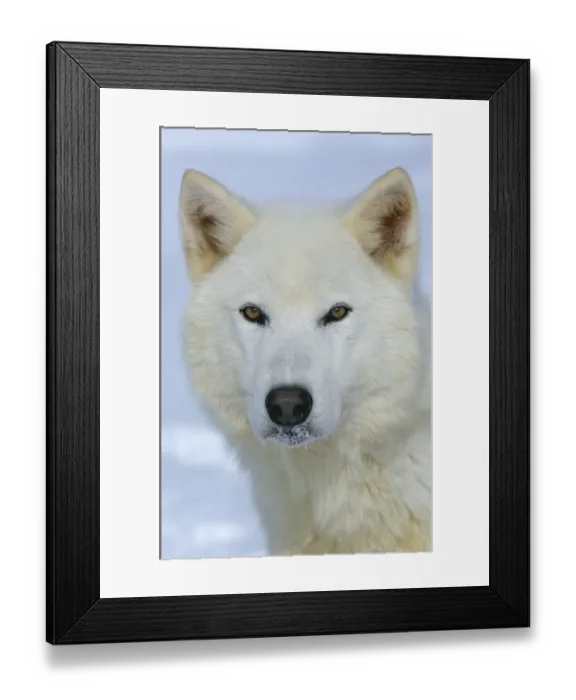 Framed Print : Arctic Grey wolf {Canis lupus} captive, USA Framed Print : Arctic Grey wolf {Canis lupus} captive, USA