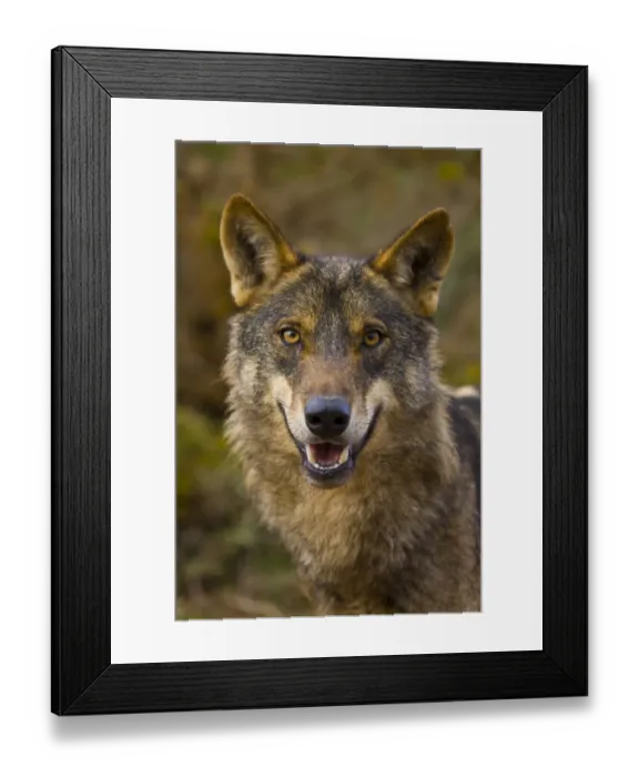 Framed Print : Iberian wolf (Canis lupus signatus) captive, Spain Framed Print : Iberian wolf (Canis lupus signatus) captive, Spain
