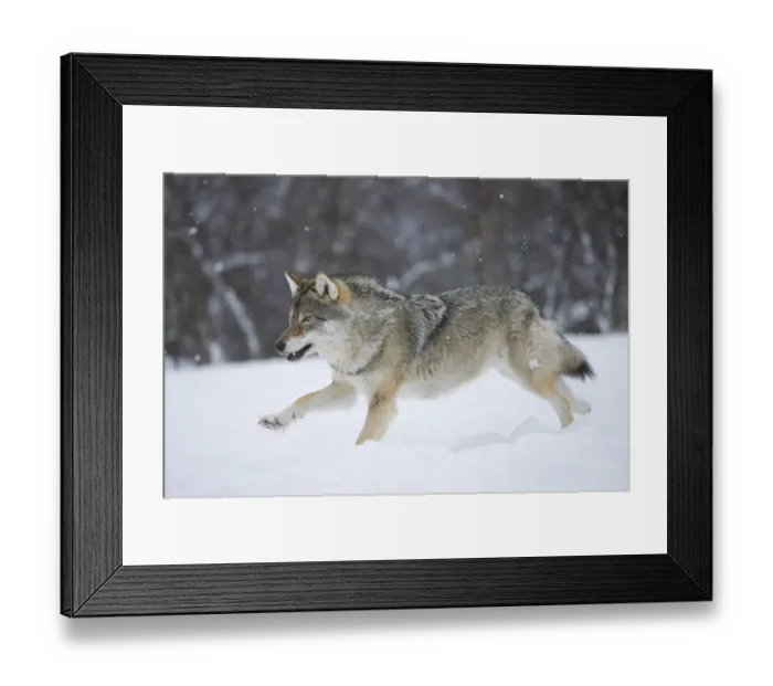 Framed Print : RF- European grey wolf (Canis lupus) running through snow in birch forest, Tromso, Norway Framed Print : RF- European grey wolf (Canis lupus) running through snow in birch forest, Tromso, Norway