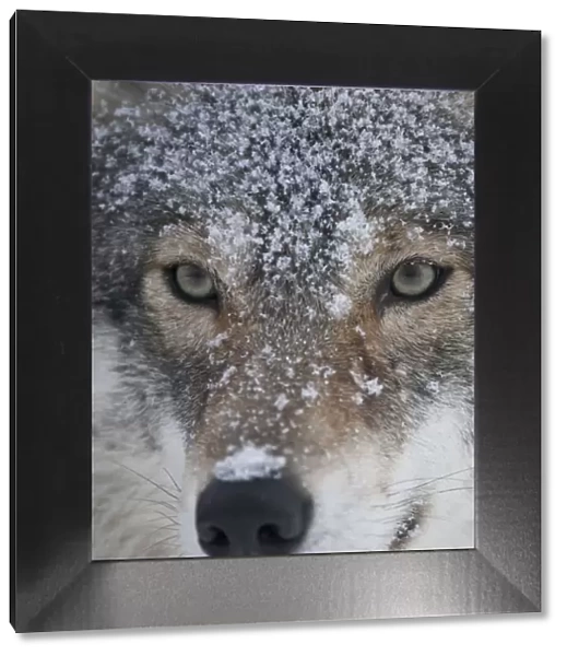 European grey wolf (Canis lupus) face portrait in snow, Tromso, Norway, captive, April