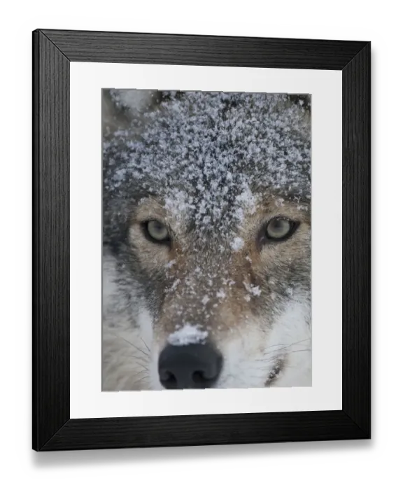 Framed Print : European grey wolf (Canis lupus) face portrait in snow, Tromso, Norway, captive, April Framed Print : European grey wolf (Canis lupus) face portrait in snow, Tromso, Norway, captive, April