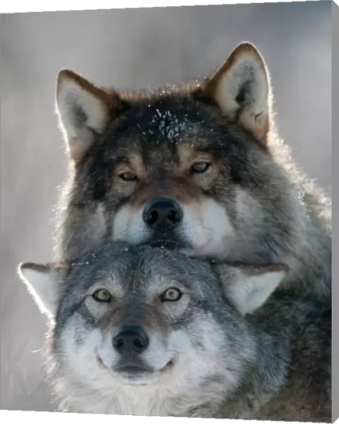 Pair of European grey wolves (Canis lupus) interacting, Tromso, Norway, captive, April