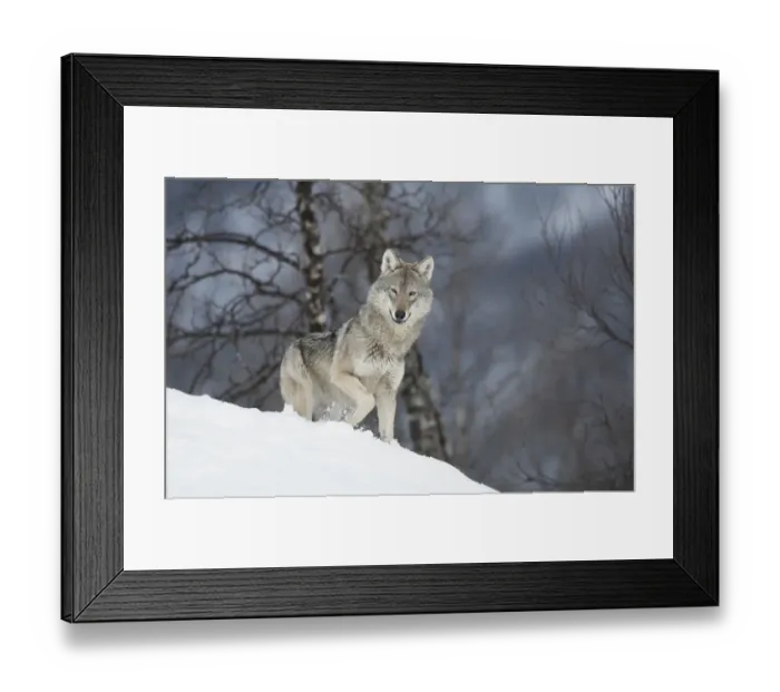Framed Print : European Wolf (Canis lupis) adult female in boreal birch forest in winter, Bardu Framed Print : European Wolf (Canis lupis) adult female in boreal birch forest in winter, Bardu
