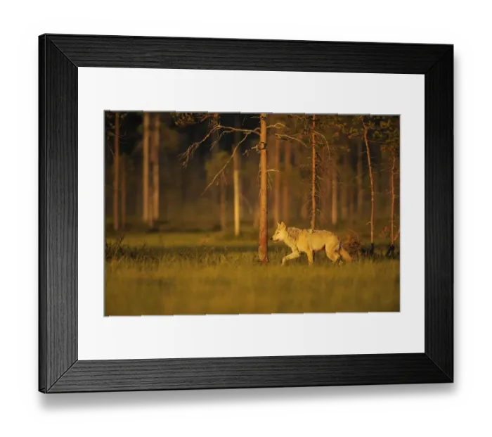 Framed Print : European grey wolf (Canis lupus) walking, Kuhmo, Finland, July 2009 Framed Print : European grey wolf (Canis lupus) walking, Kuhmo, Finland, July 2009