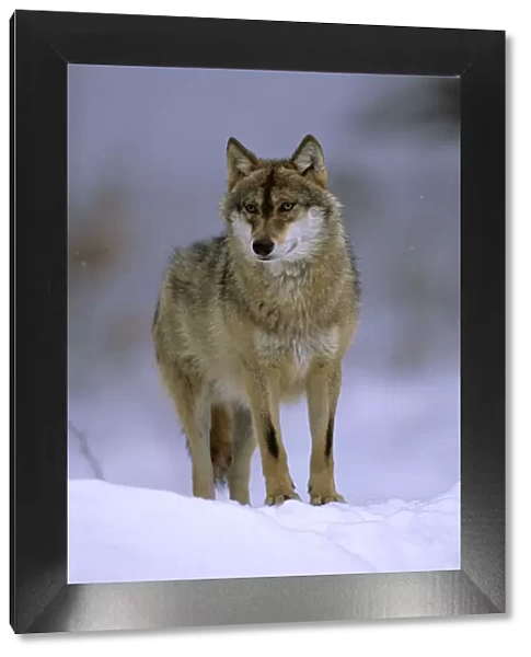 Portrait of European grey wolf (Canis lupus) in snow, Bayerisherwald National Park