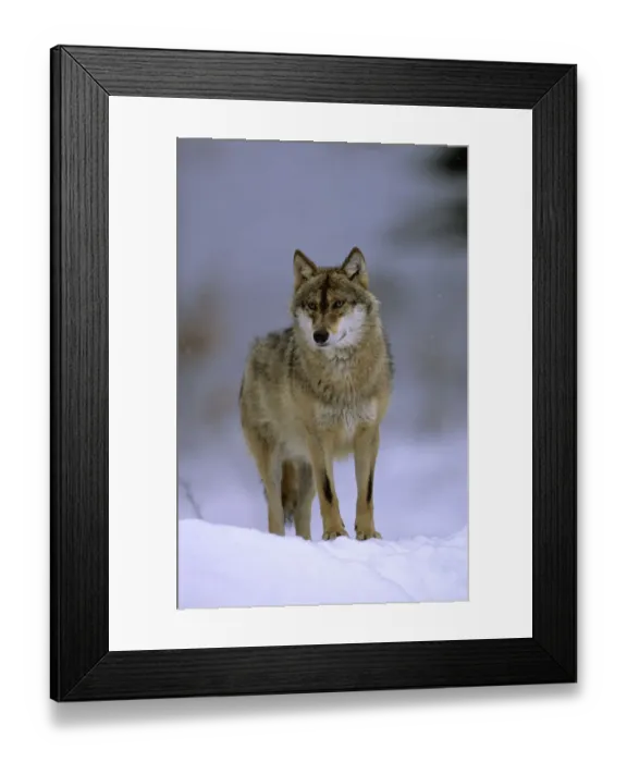 Framed Print : Portrait of European grey wolf (Canis lupus) in snow, Bayerisherwald National Park Framed Print : Portrait of European grey wolf (Canis lupus) in snow, Bayerisherwald National Park