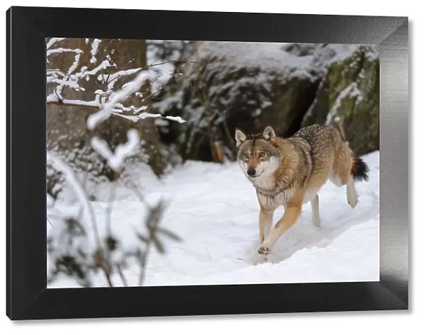 European grey wolf (Canis lupus) running in snow captive. Bayerischerwald National Park