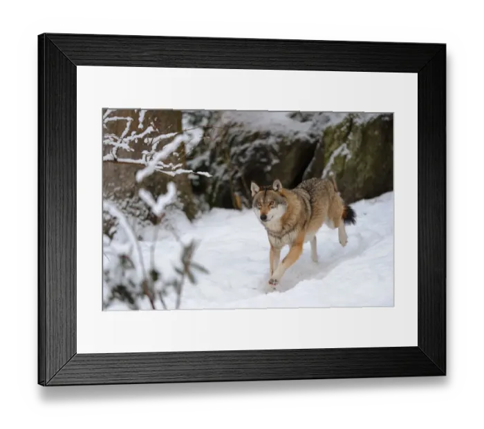 Framed Print : European grey wolf (Canis lupus) running in snow captive. Bayerischerwald National Park Framed Print : European grey wolf (Canis lupus) running in snow captive. Bayerischerwald National Park