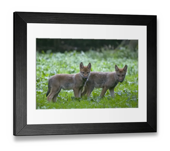 Framed Print : Two Grey wolf (Canis lupus) cubs standing together in green vegetation, captive Framed Print : Two Grey wolf (Canis lupus) cubs standing together in green vegetation, captive