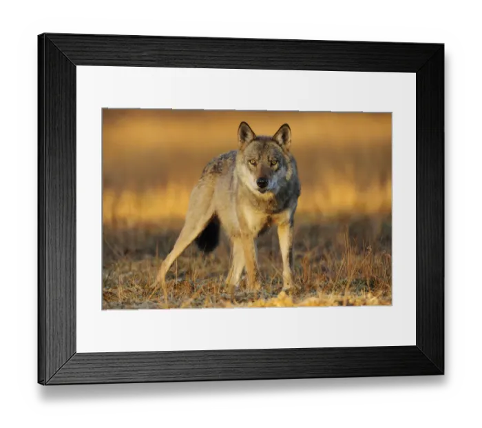 Framed Print : Wild Grey wolf (Canis lupus) Kuhmo, Finland, September