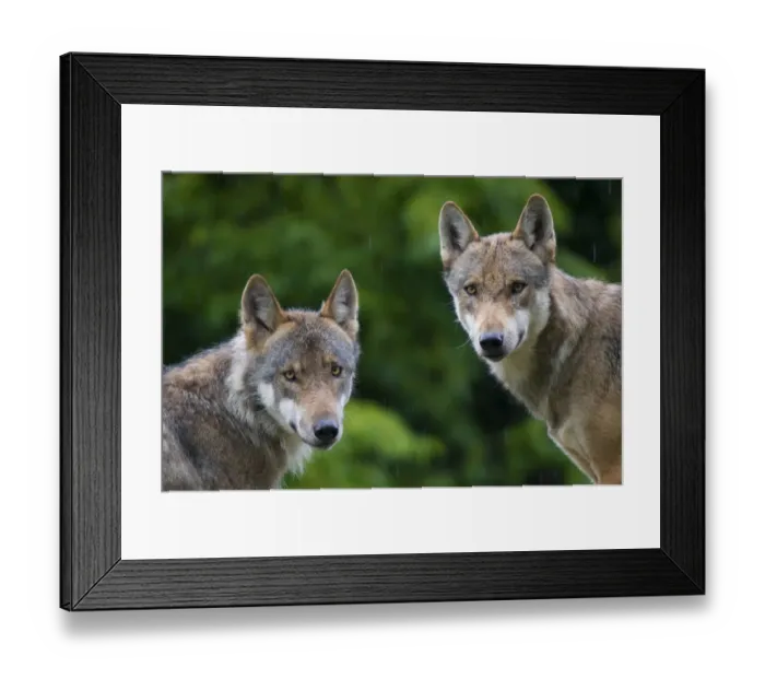 Framed Print : RF- Two Grey wolves (Canis lupus) head portraits with damp coats from rain shower Framed Print : RF- Two Grey wolves (Canis lupus) head portraits with damp coats from rain shower