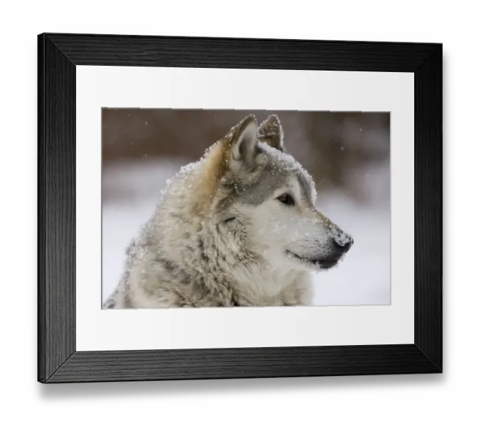 Framed Print : Grey Wolf (Canis lupus) head portrait of male, lying in snow, Captive Framed Print : Grey Wolf (Canis lupus) head portrait of male, lying in snow, Captive