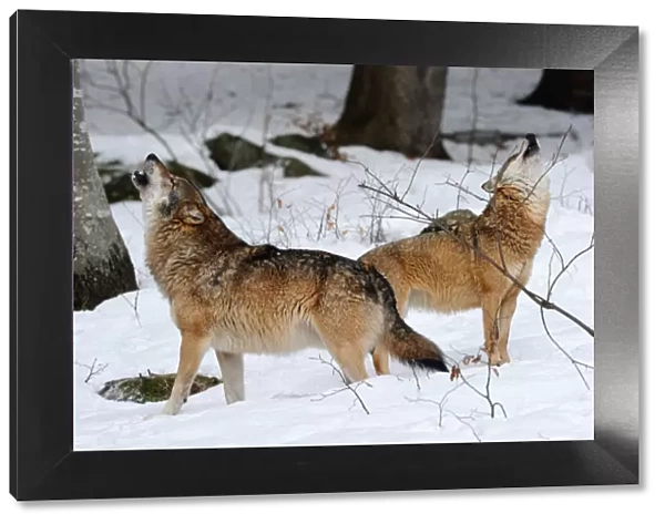 Pair of European grey wolves (Canis lupus) howling in the snow, captive
