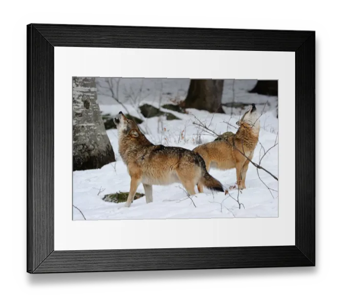 Framed Print : Pair of European grey wolves (Canis lupus) howling in the snow, captive Framed Print : Pair of European grey wolves (Canis lupus) howling in the snow, captive
