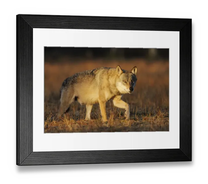 Framed Print : Wild Grey wolf (Canis lupus) walking, Kuhmo, Finland, September Framed Print : Wild Grey wolf (Canis lupus) walking, Kuhmo, Finland, September