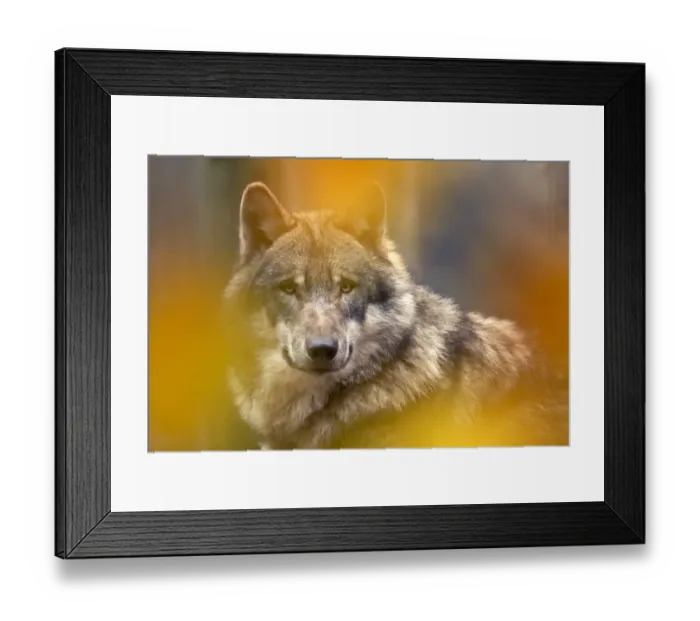 Framed Print : Grey wolf (Canis lupus) head portrait, viewed through autumn colours, captive Framed Print : Grey wolf (Canis lupus) head portrait, viewed through autumn colours, captive