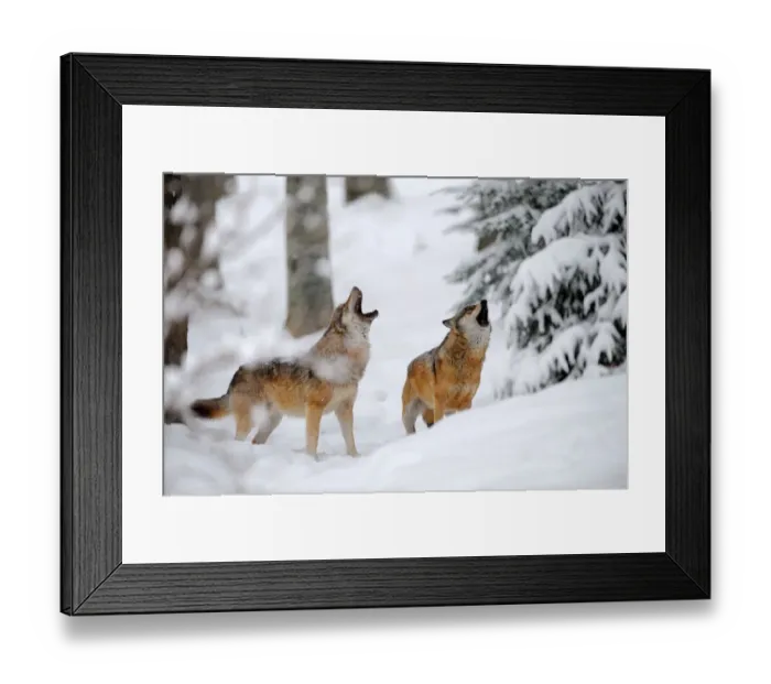 Framed Print : Two European grey wolves (Canis lupus) howling in winter landscape, captive Framed Print : Two European grey wolves (Canis lupus) howling in winter landscape, captive