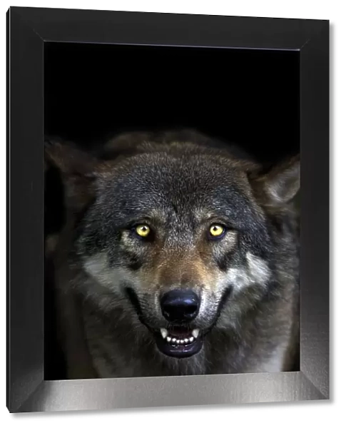 Head portrait of a Grey Wolf (Canis lupus) captive