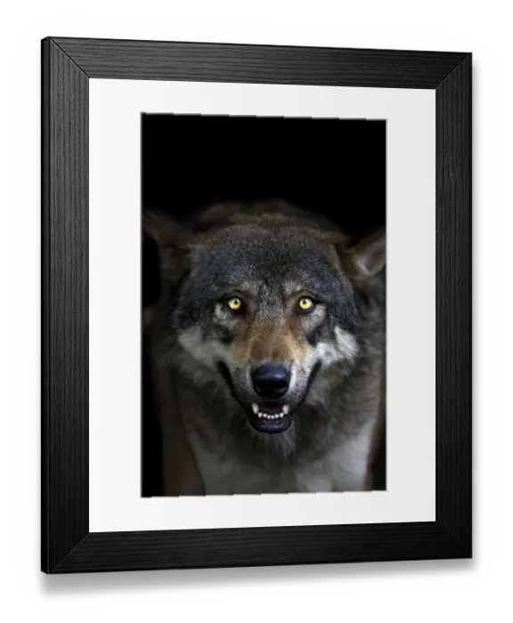 Framed Print : Head portrait of a Grey Wolf (Canis lupus) captive Framed Print : Head portrait of a Grey Wolf (Canis lupus) captive