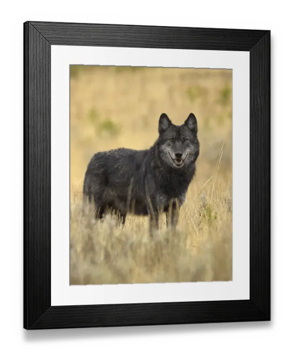 Framed Print : Portrait of Grey Wolf (Canis lupus). Yellowstone National Park, Wyoming, USA, October
