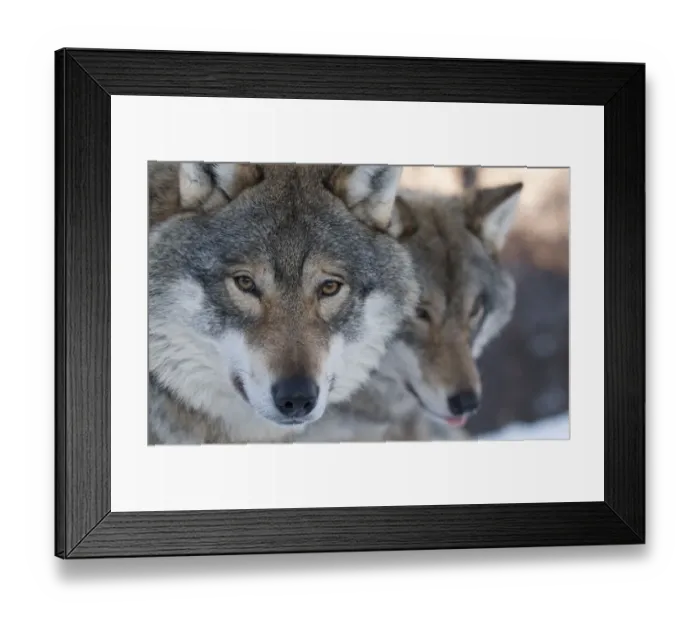 Framed Print : RF- Head portrait of a European grey wolf (Canis lupus), with a second in the background Framed Print : RF- Head portrait of a European grey wolf (Canis lupus), with a second in the background