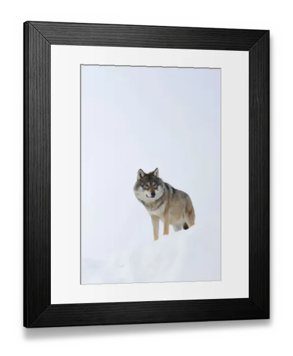 Framed Print : European grey wolf (Canis lupus) in snow, captive, Norway, February Framed Print : European grey wolf (Canis lupus) in snow, captive, Norway, February