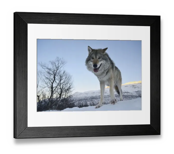 Framed Print : Wide angle close-up of a European grey wolf (Canis lupus) in landscape, captive, Norway Framed Print : Wide angle close-up of a European grey wolf (Canis lupus) in landscape, captive, Norway