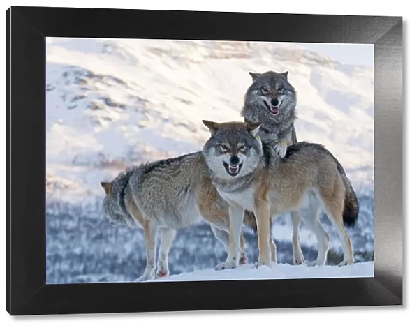 Three European grey wolves (Canis lupus), captive, Norway, February