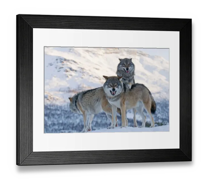 Framed Print : Three European grey wolves (Canis lupus), captive, Norway, February