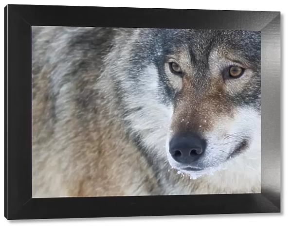 Close-up portrait of a European grey wolf (Canis lupus), captive, Norway, February