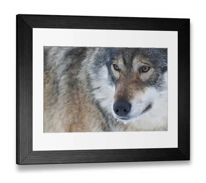 Framed Print : Close-up portrait of a European grey wolf (Canis lupus), captive, Norway, February Framed Print : Close-up portrait of a European grey wolf (Canis lupus), captive, Norway, February