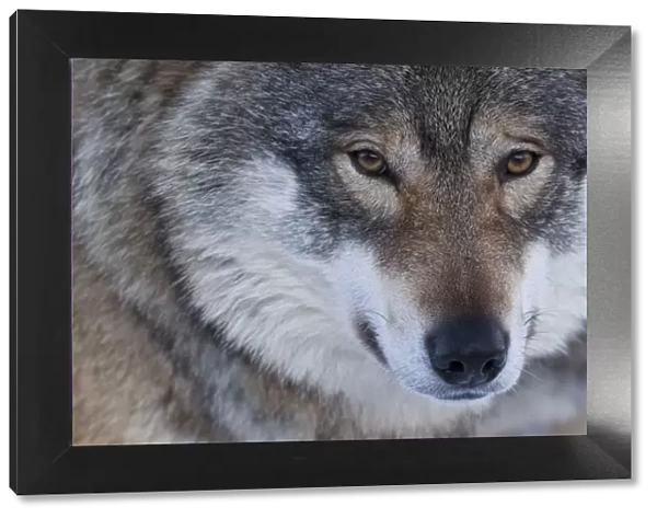 Portrait of a European grey wolf (Canis lupus), captive, Norway, February