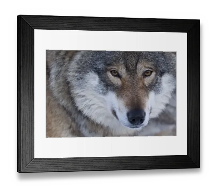 Framed Print : Portrait of a European grey wolf (Canis lupus), captive, Norway, February Framed Print : Portrait of a European grey wolf (Canis lupus), captive, Norway, February