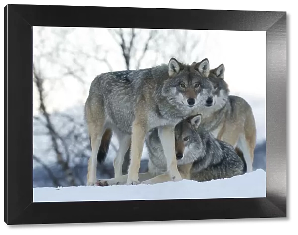 Two European grey wolves (Canis lupus), captive, Norway, February
