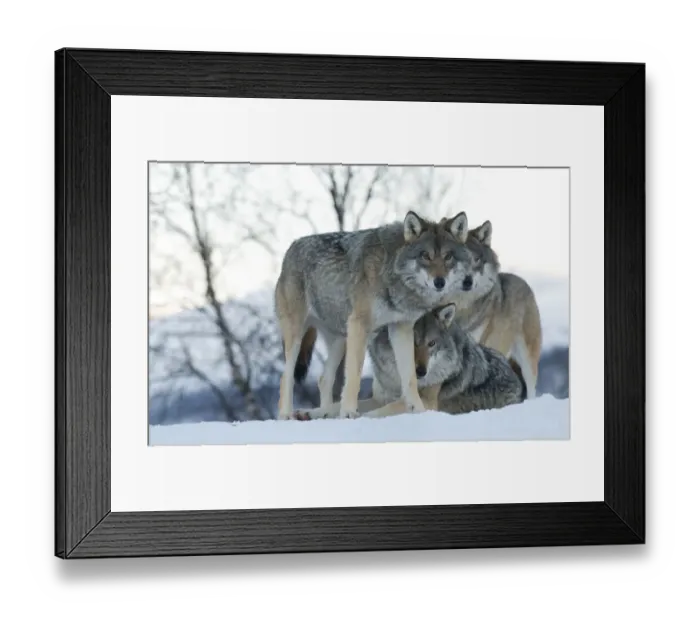 Framed Print : Two European grey wolves (Canis lupus), captive, Norway, February Framed Print : Two European grey wolves (Canis lupus), captive, Norway, February