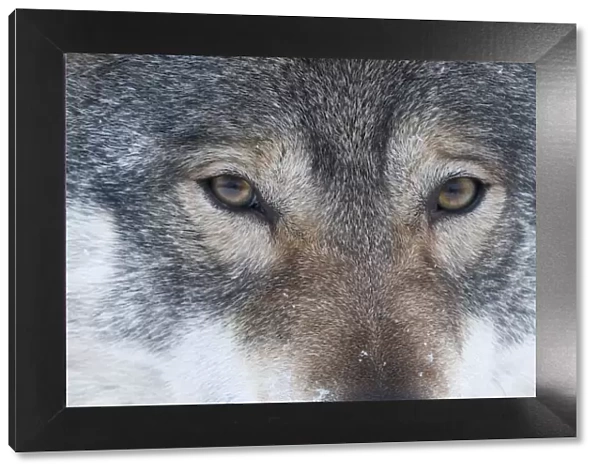 Close-up portrait of a European grey wolf (Canis lupus), captive, Norway, February