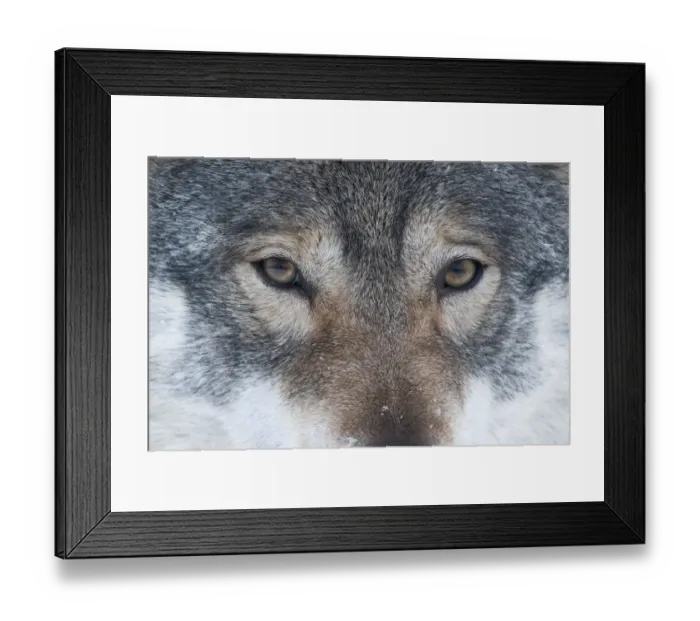 Framed Print : Close-up portrait of a European grey wolf (Canis lupus), captive, Norway, February Framed Print : Close-up portrait of a European grey wolf (Canis lupus), captive, Norway, February