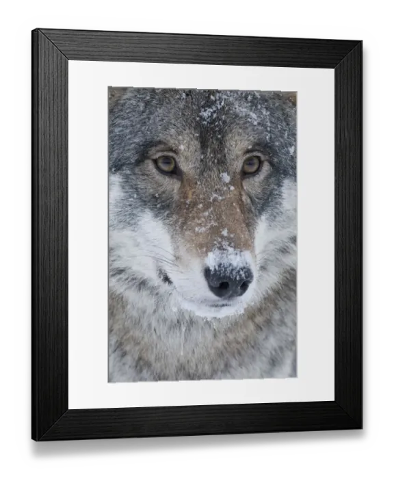 Framed Print : Close-up portrait of a European grey wolf (Canis lupus), captive, Norway, February Framed Print : Close-up portrait of a European grey wolf (Canis lupus), captive, Norway, February