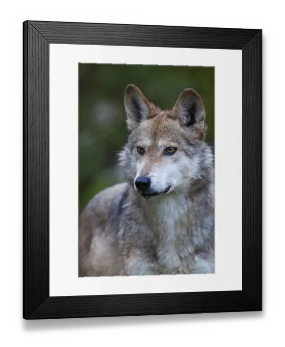 Framed Print : Mexican wolf (Canis lupus baileyi), Mexican subspecies, probably extinct in the wild Framed Print : Mexican wolf (Canis lupus baileyi), Mexican subspecies, probably extinct in the wild