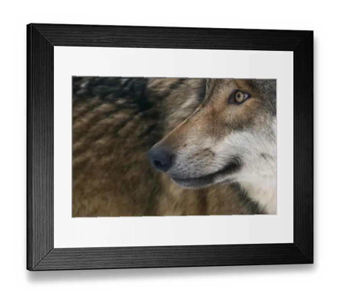 Framed Print : Grey wolf (Canis lupus) close up, captive Framed Print : Grey wolf (Canis lupus) close up, captive
