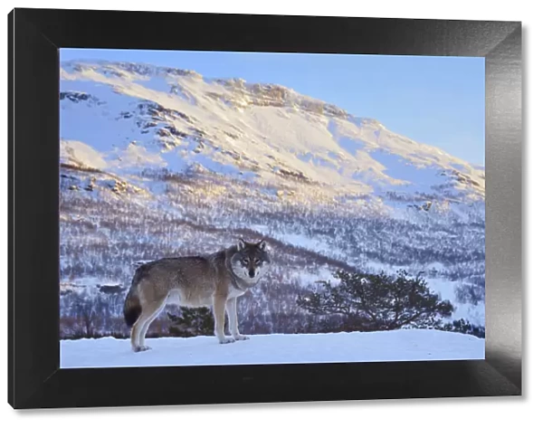 European grey wolf (Canis lupus) in landscape, captive, Norway, February