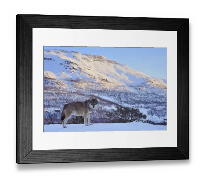 Framed Print : European grey wolf (Canis lupus) in landscape, captive, Norway, February Framed Print : European grey wolf (Canis lupus) in landscape, captive, Norway, February