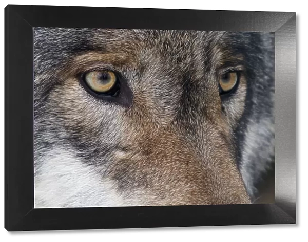 Grey wolf (Canis lupus) close up portrait, captive