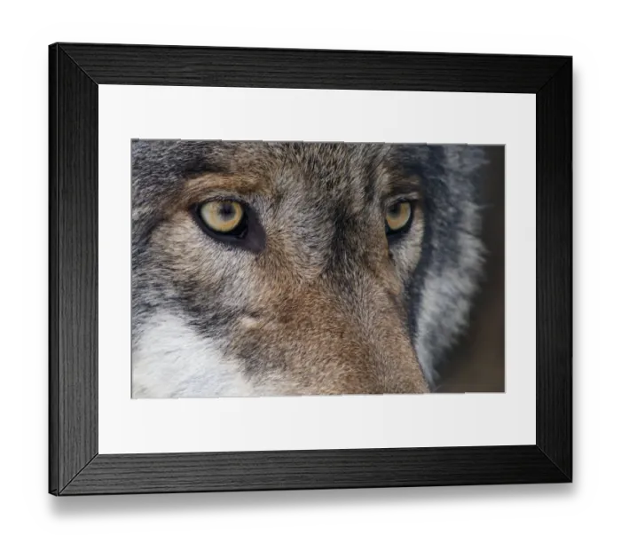 Framed Print : Grey wolf (Canis lupus) close up portrait, captive Framed Print : Grey wolf (Canis lupus) close up portrait, captive